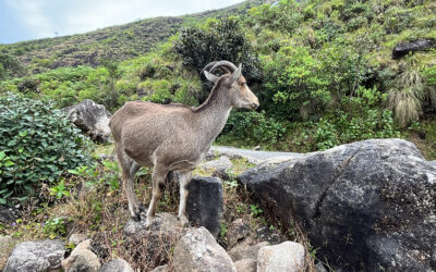 eravikulam-photo-thelifepicture