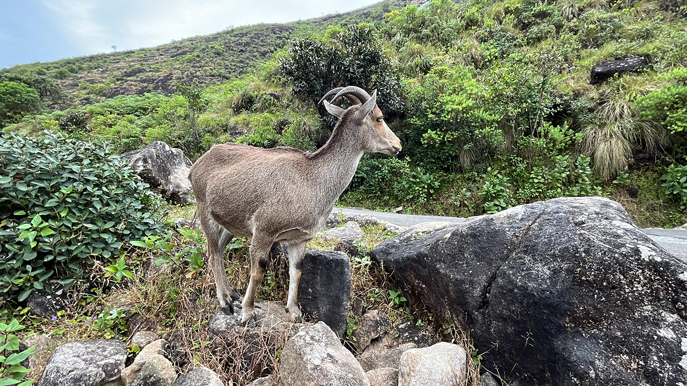 eravikulam-photo-thelifepicture