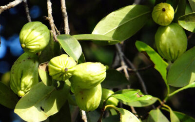 garcinia-cambogia-malabar-tamarind