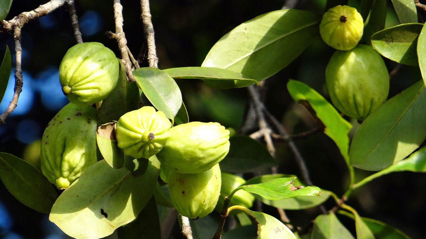 garcinia-cambogia-malabar-tamarind