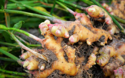 ginger-farming-agri-tips