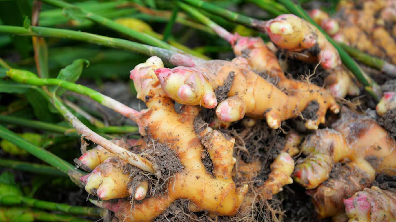 ginger-farming-agri-tips