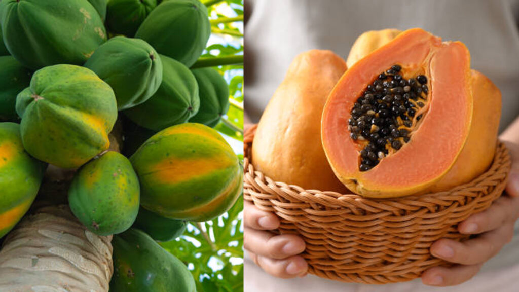papaya-health-benefits-and-farming