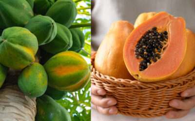 papaya-health-benefits-and-farming