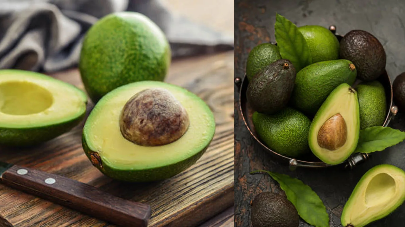 AVOCADO-FRUIT-PLANTING-BENIFITS-MALAYALAM