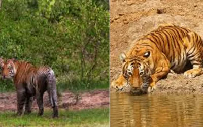 BANDIPUR-SAFARI-SIGHTINGS-TIGER-LEPERD