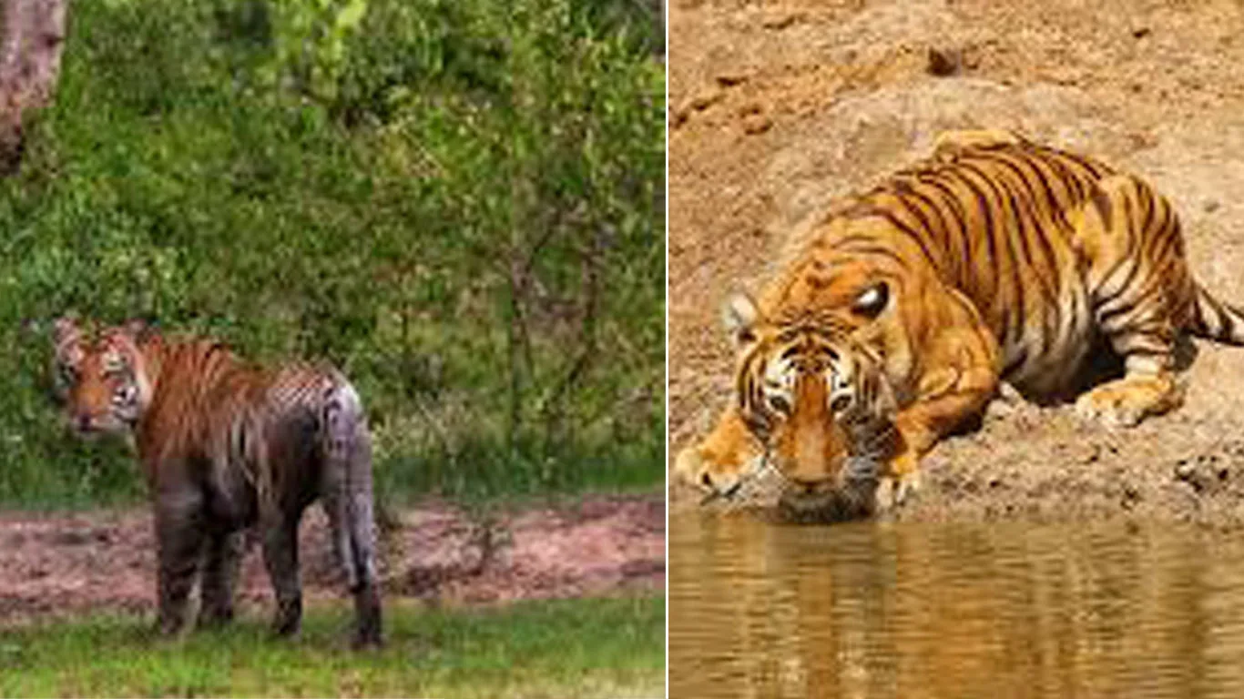 BANDIPUR-SAFARI-SIGHTINGS-TIGER-LEPERD