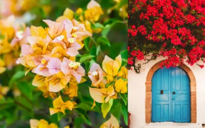 BOGAINVILLEA-CULTIVATION-MALAYALAM-TIPS