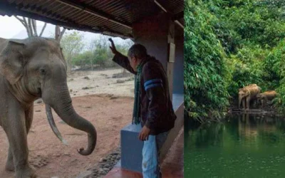 MASINAGUDI-ELEPHENT-REVALDO-DIED