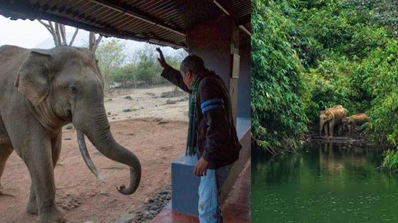 MASINAGUDI-ELEPHENT-REVALDO-DIED