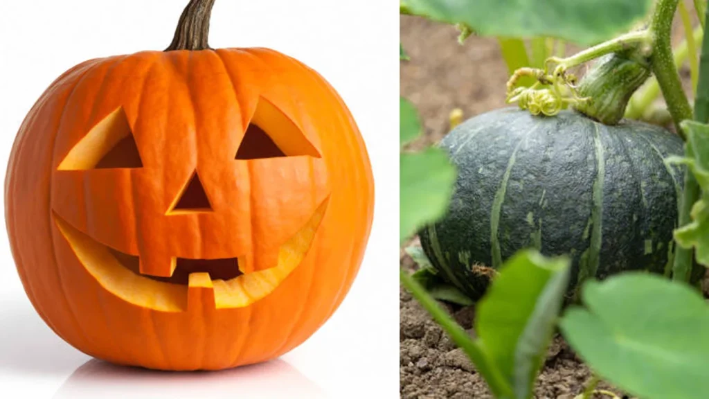 PUMPKIN-BENIFITS-AND-USE-MALAYALAM