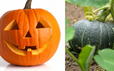 PUMPKIN-BENIFITS-AND-USE-MALAYALAM