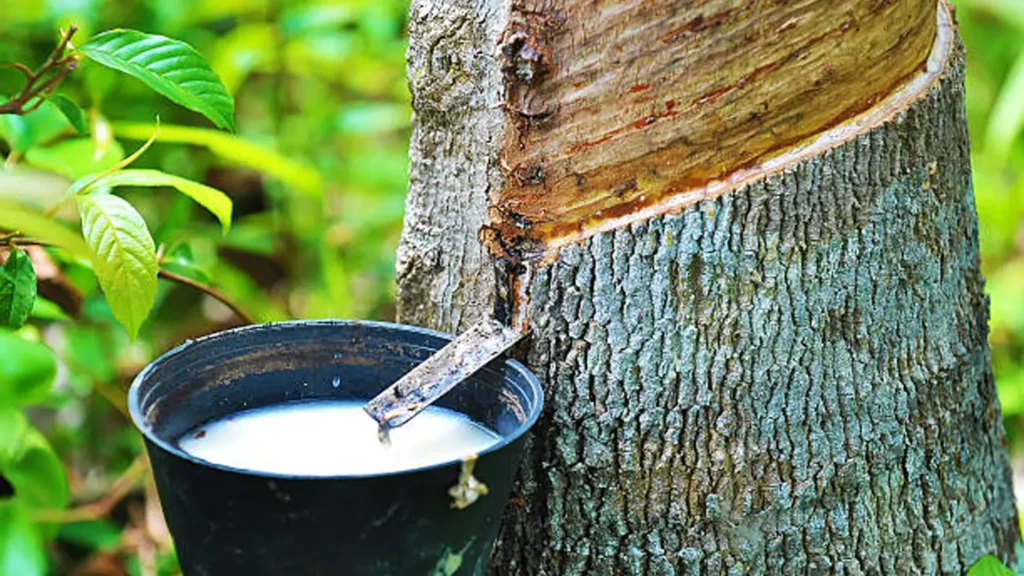 RUBBER-PRICE-HIKE-GOOD-FOR-FARMERS