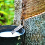 RUBBER-PRICE-HIKE-GOOD-FOR-FARMERS