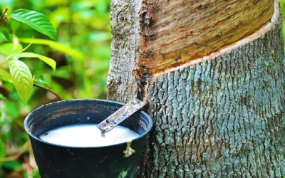 RUBBER-PRICE-HIKE-GOOD-FOR-FARMERS