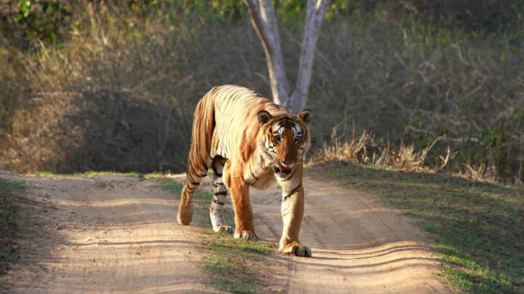 BANDIPUR-KABANI-NAGARHOLE-OPENING