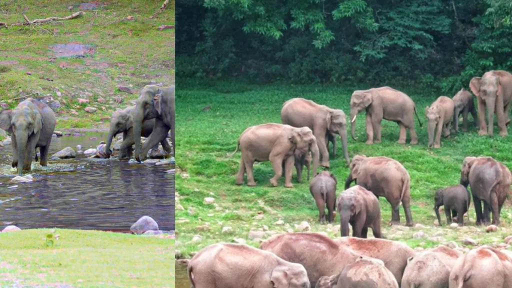 anakkulam-mankulam-elephants-season-munnar