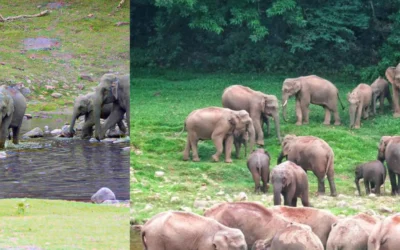 anakkulam-mankulam-elephants-season-munnar