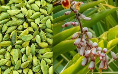 cardomom-plantation-kerala-new-trend-pricehike