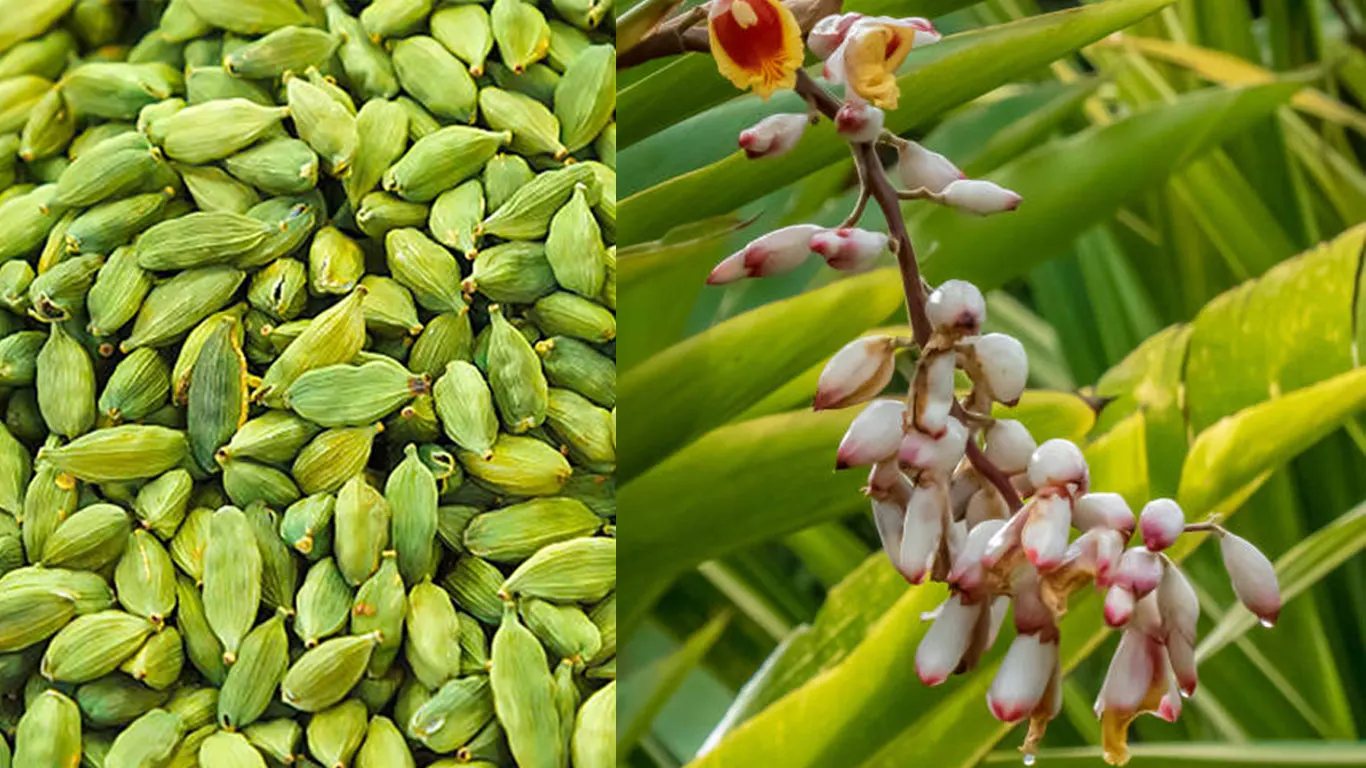 cardomom-plantation-kerala-new-trend-pricehike