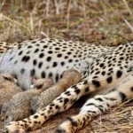 KUNO-NATIONAL-PARK-CHEETAH-DETAILS