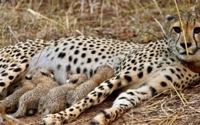 KUNO-NATIONAL-PARK-CHEETAH-DETAILS