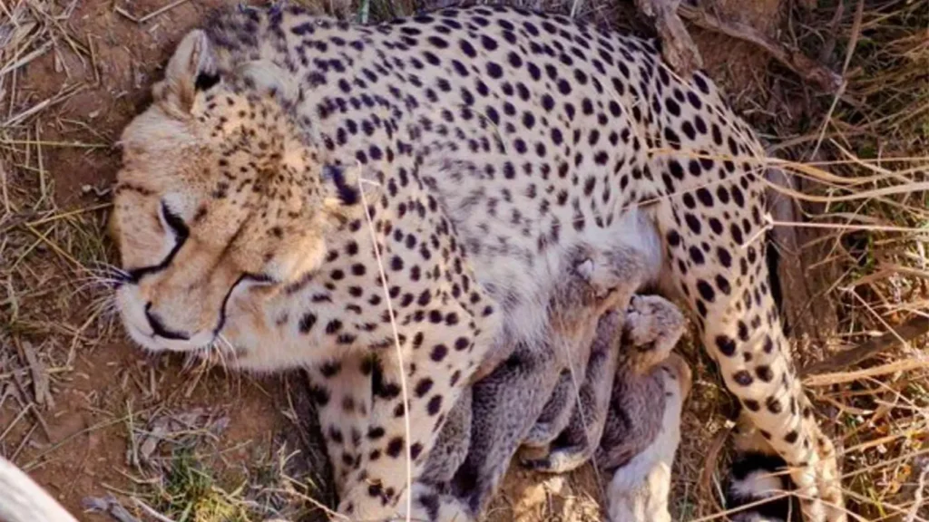 കുനോ നാഷണൽ പാർക്കിൽ ജ്വാലയ്ക്ക് ജനിച്ച അഞ്ച് ചീറ്റക്കുഞ്ഞുങ്ങൾ
