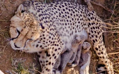 കുനോ നാഷണൽ പാർക്കിൽ ജ്വാലയ്ക്ക് ജനിച്ച അഞ്ച് ചീറ്റക്കുഞ്ഞുങ്ങൾ