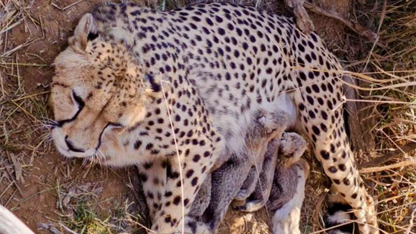 കുനോ നാഷണൽ പാർക്കിൽ ജ്വാലയ്ക്ക് ജനിച്ച അഞ്ച് ചീറ്റക്കുഞ്ഞുങ്ങൾ