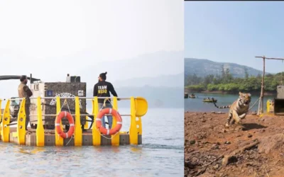 TIGRESS-T6-SAHYADRI-TIGER-RESERVE-RELOCATION