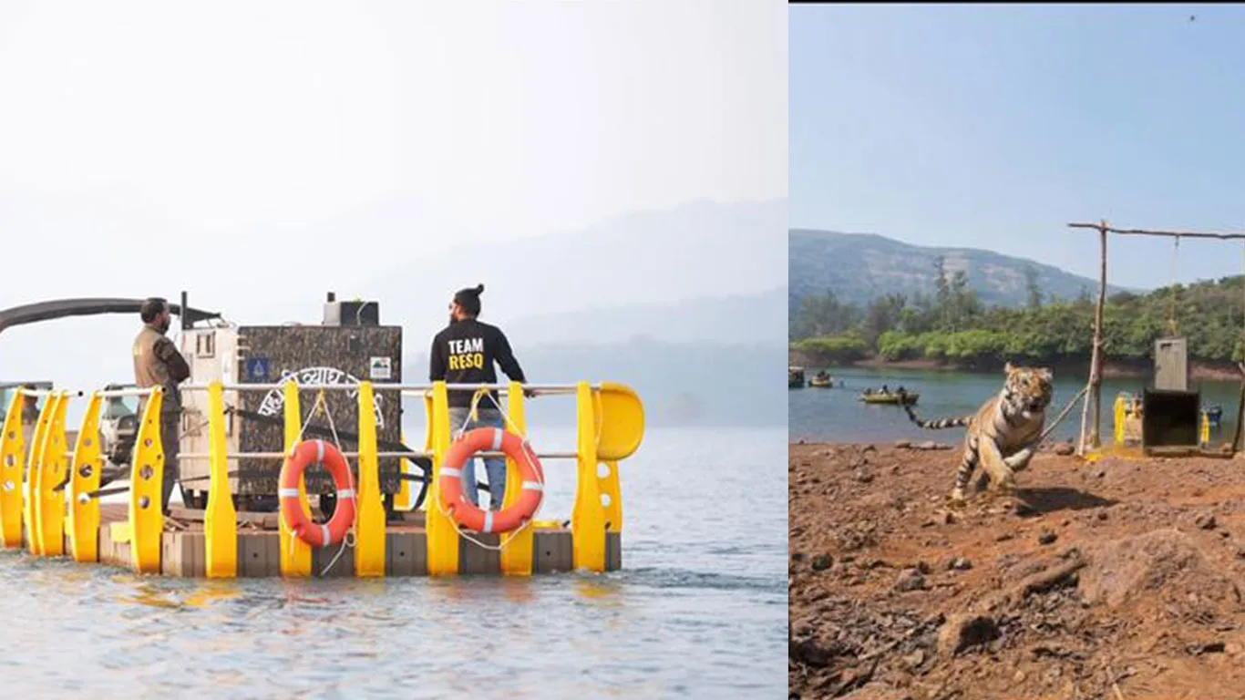 TIGRESS-T6-SAHYADRI-TIGER-RESERVE-RELOCATION