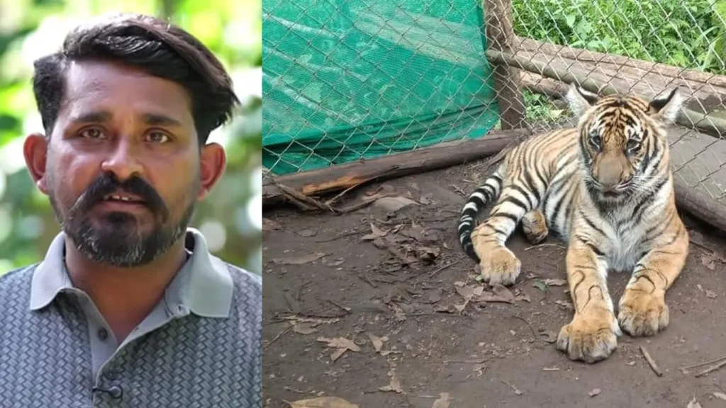  “കണ്ണില്ലാത്ത കടുവക്കുഞ്ഞിനെ അഞ്ചുവർഷം വളർത്തിയ മനുഷ്യൻ; മംഗളയും റോയിയും തമ്മിലുള്ള പെരിയാറിലെ അപൂർവ്വ  കഥ”