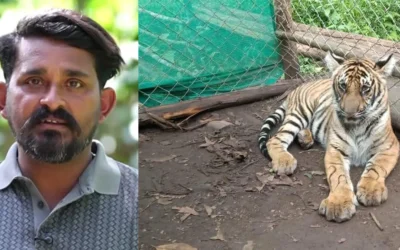 “കാഴ്ചശക്തിയില്ലാത്ത കടുവക്കുഞ്ഞായ മംഗളയെ സ്നേഹത്തോടെ വളർത്തുന്ന പെരിയാർ ടൈഗർ റിസർവിലെ വാച്ചർ റോയ്”