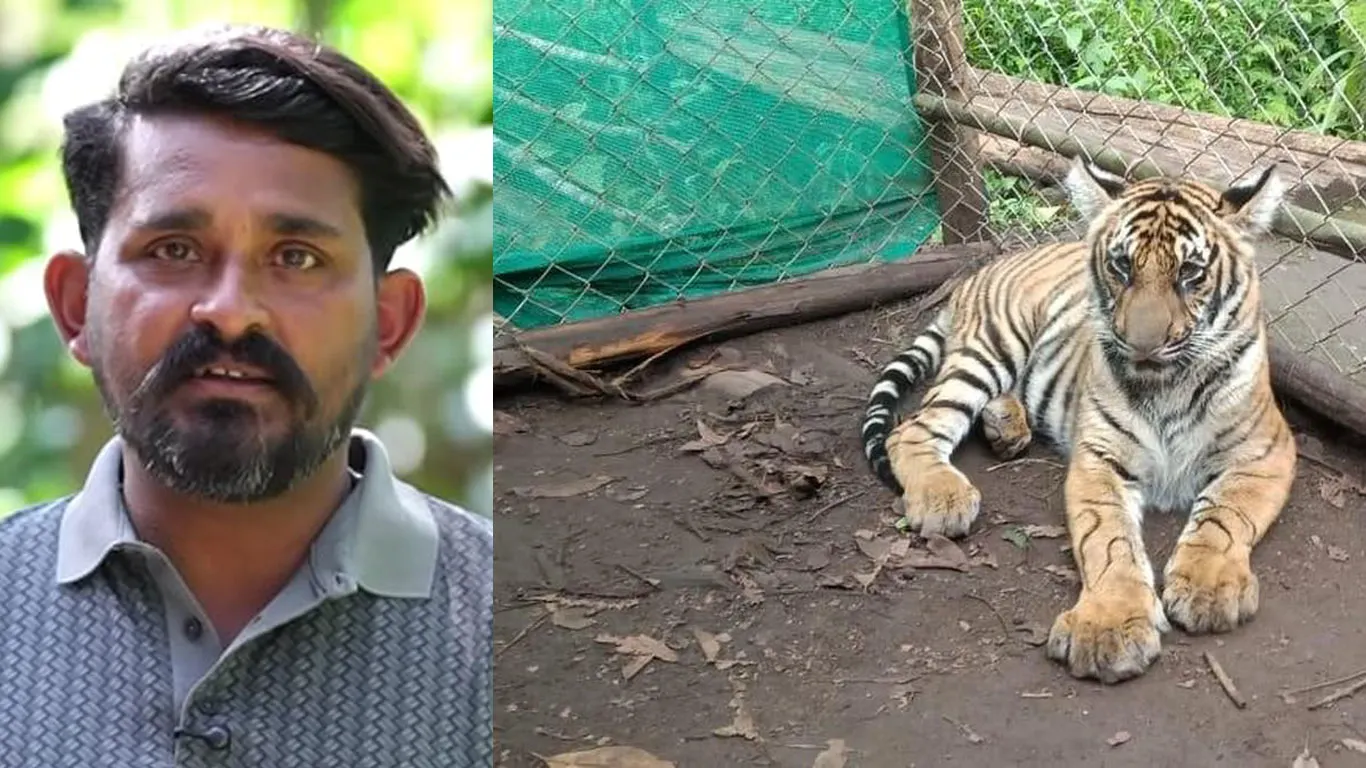 “കാഴ്ചശക്തിയില്ലാത്ത കടുവക്കുഞ്ഞായ മംഗളയെ സ്നേഹത്തോടെ വളർത്തുന്ന പെരിയാർ ടൈഗർ റിസർവിലെ വാച്ചർ റോയ്”