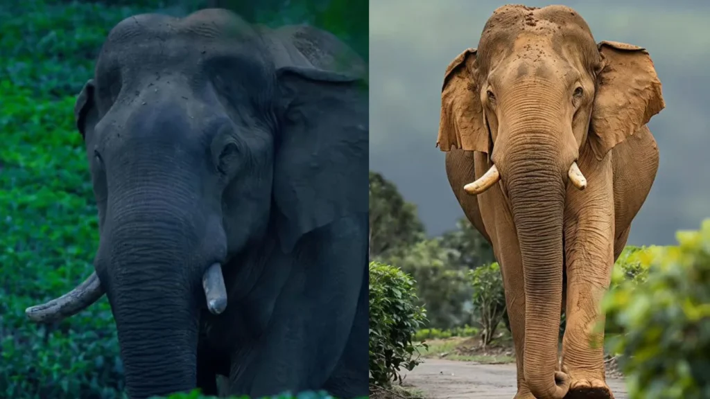 നെല്ലിയാമ്പതി കാടിന്റെ രാജാവ് ചില്ലി കൊമ്പൻ ചരിഞ്ഞു.