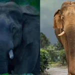 CHILLIKOMBAN-NELLIYAMBATHY-DIED-UPDATE