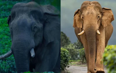 CHILLIKOMBAN-NELLIYAMBATHY-DIED-UPDATE