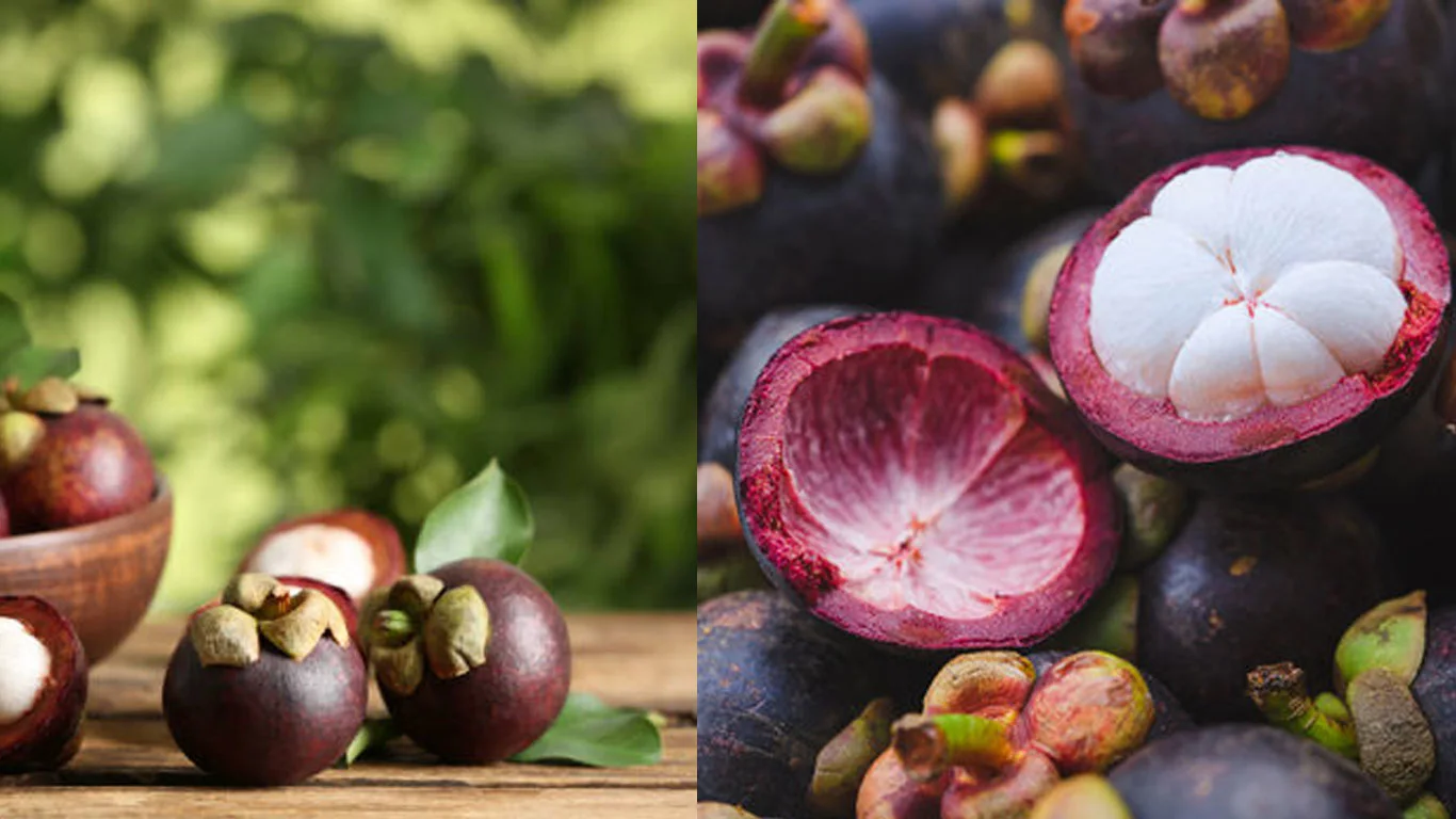 MANGOSTEEN-FERTILISING-AND-MARKETING