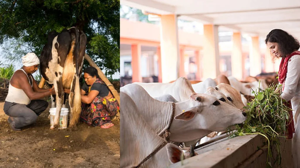 ക്ഷീര കർഷകർക്ക് കേന്ദ്രസർക്കാരിന്റെ കൈത്താങ്ങായി പുതിയ പദ്ധതി